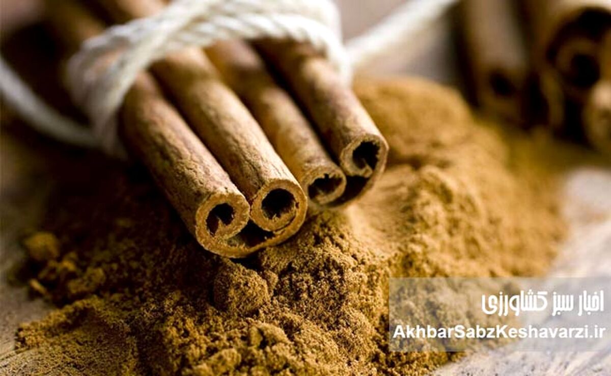 تنظیم قند خون با دارچین؛ ادویه‌ای معجزه‌آسا برای سلامتی شما