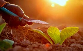 نکاتی طلایی برای کود دهی بهاره

