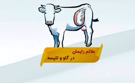 علائم زایمان در گاو و تلیسه‌

