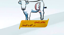 علائم زایمان در گاو و تلیسه‌


