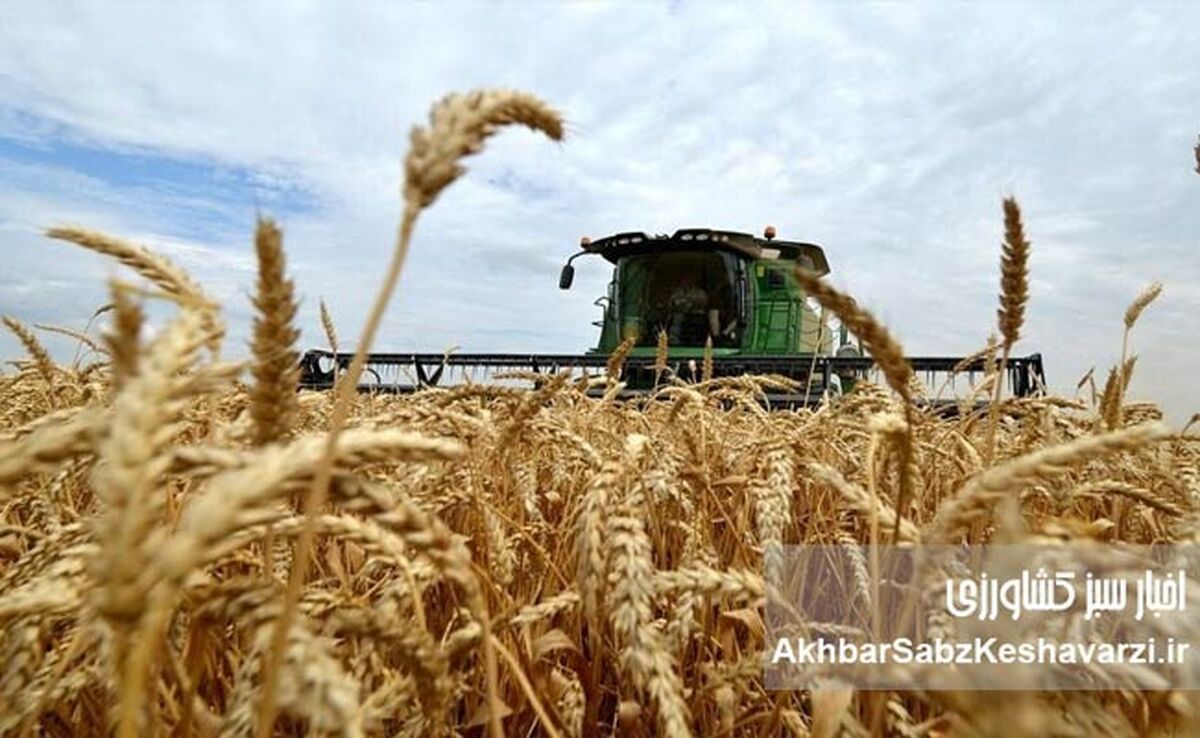 صیانت از بیت‌المال: تکذیب اخبار «فساد گندم» در تعاون روستایی خوزستان