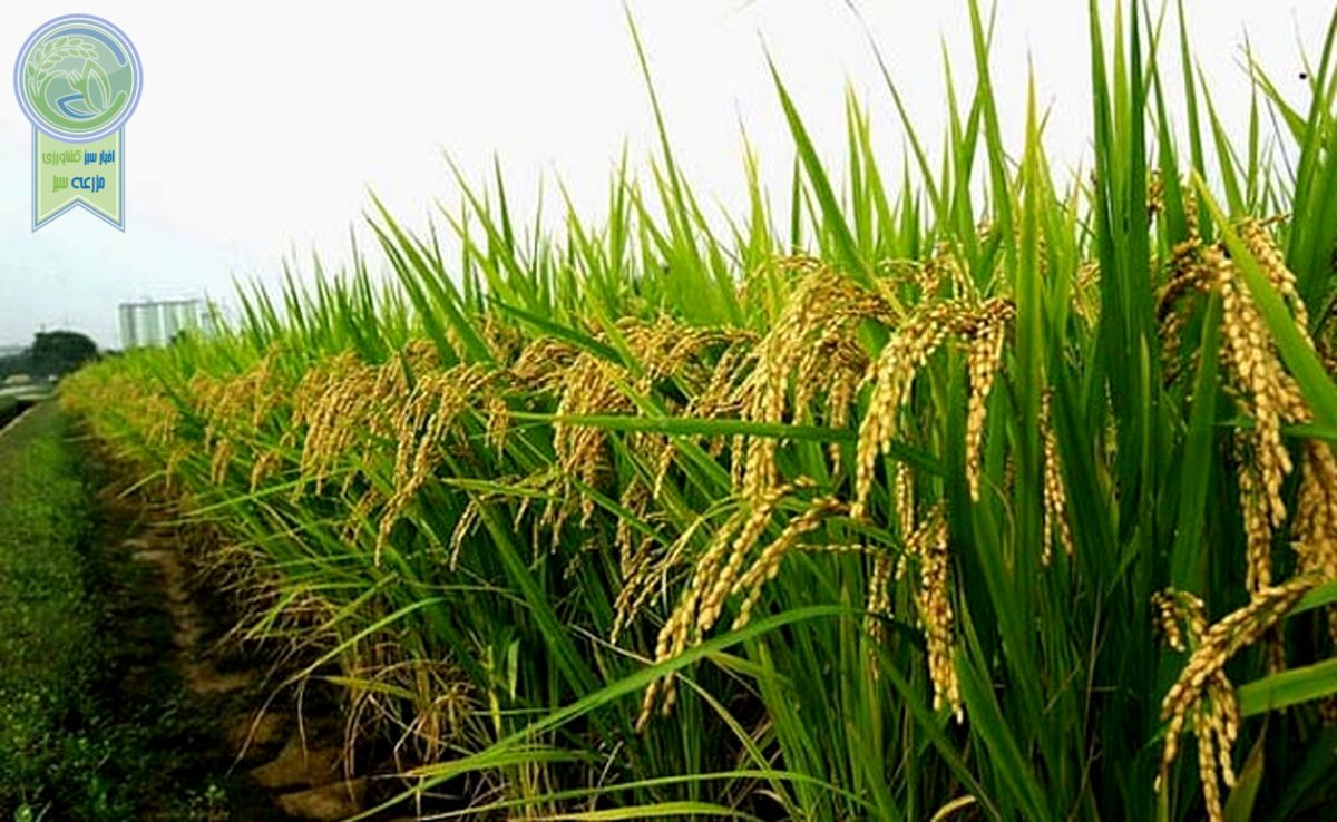ثبات نرخ خرید تضمینی گندم به چه قیمتی؟ پشت پرده تصمیم عجیب دولت برای خرید گندم