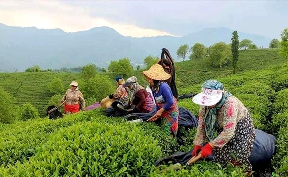 قیمت چای هیچ تناسبی با تورم ندارد
