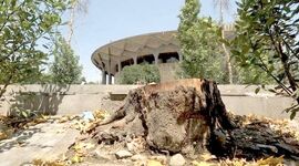 سایه تهدید بر سر ۱۰۰ چنار خیابان ولیعصر؛ ریشه مشکل در کف‌سازی نهرها و بی‌توجهی شهرداری