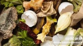 تولید پروتئین با استفاده از زباله‌های تر
