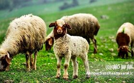 ایران، یکی از چهار قدرت اصلی در تولید دام سبک منطقه