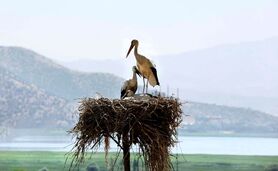 سموم کشاورزی بلای جان پرندگان

