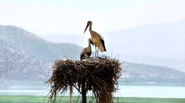 سموم کشاورزی بلای جان پرندگان

