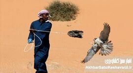 چالش بزرگ برای بقای پرندگان شکاری: از شکار در ایران تا حراج در کشورهای عربی