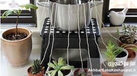 ۶ ترفند برای آبیاری گیاهان در سفر