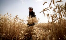 پرداخت جایزه ۲۰هزار تومانی گندم؛ تصمیم تازه برای نجات امنیت غذایی