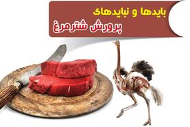 بایدها و نبایدهای پرورش شترمرغ