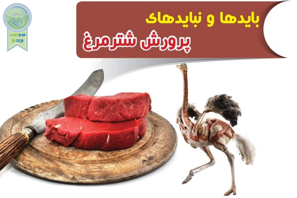 بایدها و نبایدهای پرورش شترمرغ
