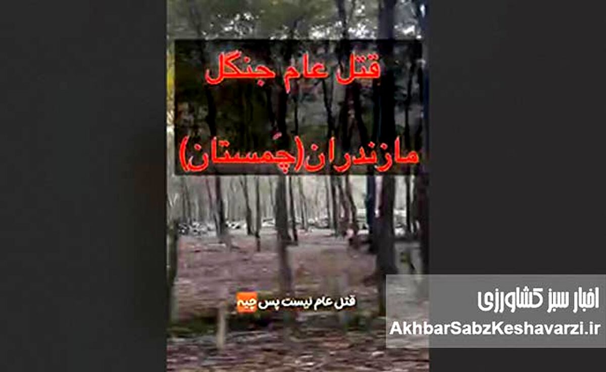 فاجعه زیست‌محیطی در چمستان؛ صدای اره‌ها روی ریه‌های شمال+ ویدئو