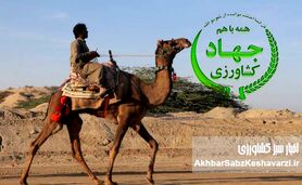 شترسواری وزیر جهاد کشاورزی؛ قاچ زین و سفت بچسب، شترسواری پیشکشت