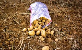 پشت پرده کمبود سیب‌زمینی؛ از احتکار تا تکذیب واردات صوری