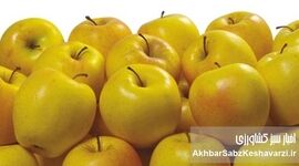 یک سیب در روز، پزشک را از شما دور می‌کند: راز سلامتی در این میوه ساده نهفته است!