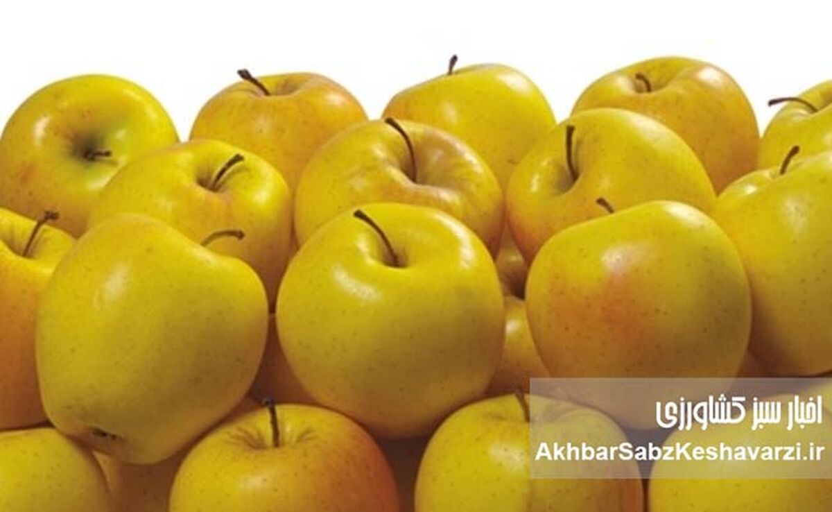 یک سیب در روز، پزشک را از شما دور می‌کند: راز سلامتی در این میوه ساده نهفته است!