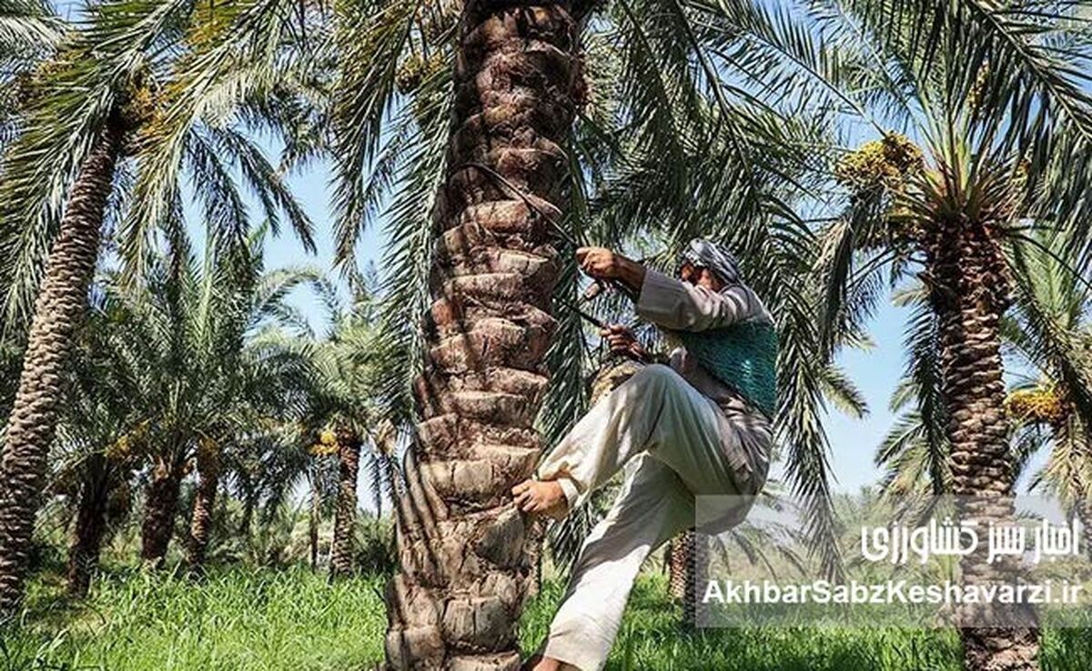 بحران آب آبادان و خرمشهر: وقتی سیاست‌گذاری‌های غلط، کام نخل‌ها را تلخ می‌کند!