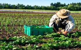 کشاورزی ارگانیک؛ رویکردی پایدار برای تغذیه سالم و حفظ محیط زیست