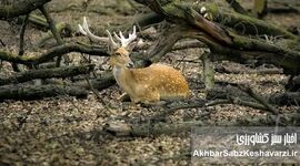 گوزن زرد ایرانی؛ از شایعه ذبح تا سفر به خانه جدید