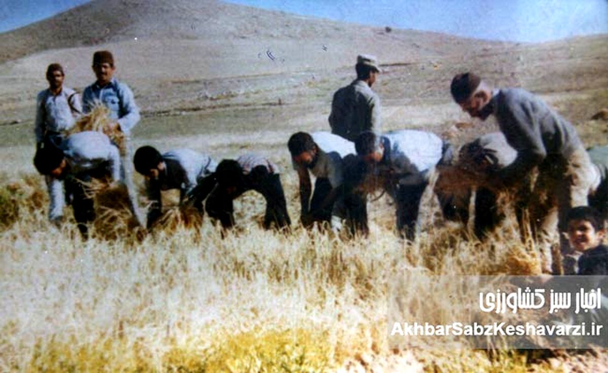 آموزش کشاورزی: از شبدر دهه ۴۰ تا مشارکت ملی در انتخاب ارقام