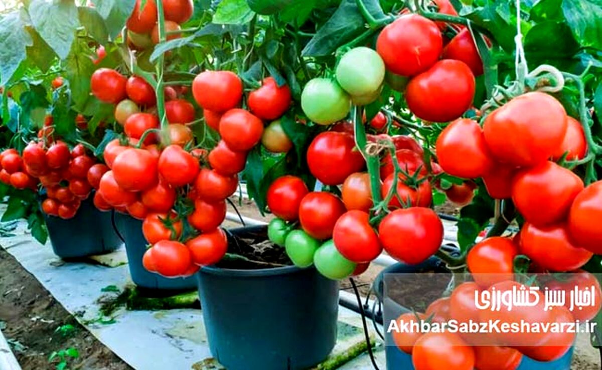 کاشت و پرورش سبزی و صیفی در منزل