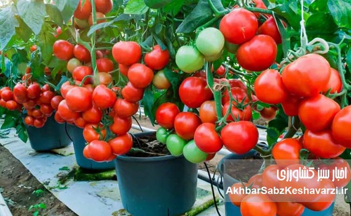 کاشت و پرورش سبزی و صیفی در منزل
