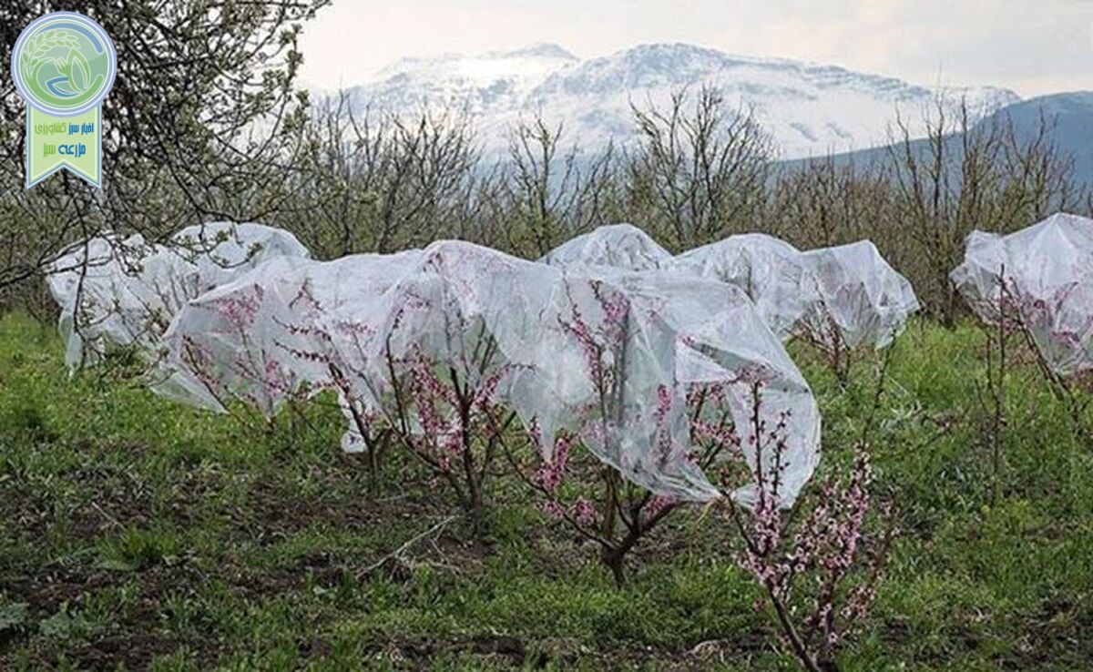 بحران سرمازدگی در باغات آذربایجان؛ انتقاد شدید نمایندگان مجلس از تعلل جهاد کشاورزی