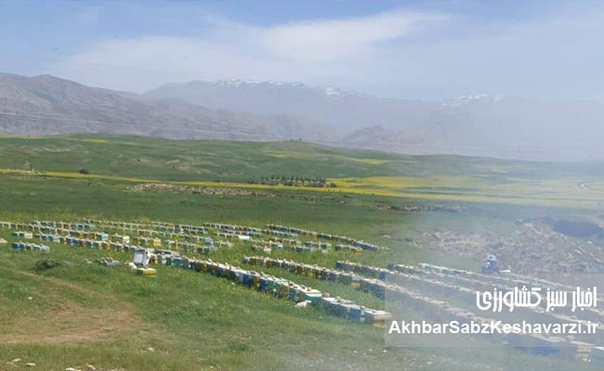  زنبوردار کردستانی؛ دغدغه‌مند تولید عسل باکیفیت

