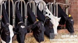 تسهیلات بانکی می‌تواند مشکلات تولیدکنندگان گوشت قرمز را حل کند؟