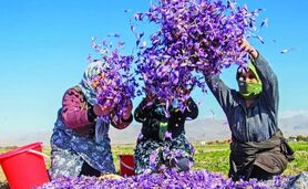 پتانسیل تولید هزار تن زعفران در کشور

