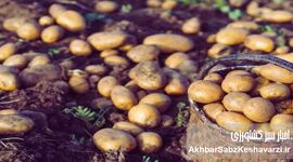 گرانی و کمبود پروتئین؛ سیب‌زمینی جایگزین گوشت شد