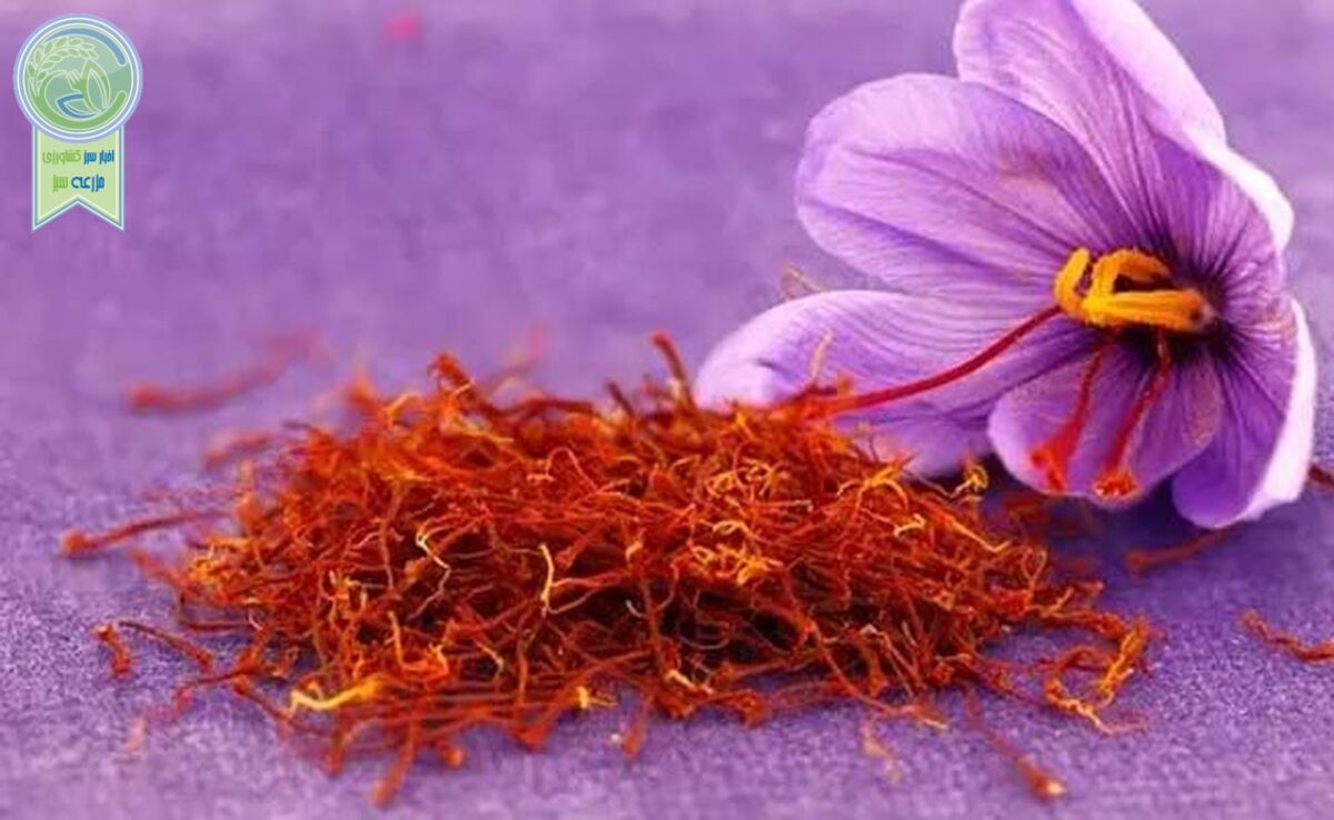 زعفران ارزان شد

