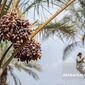 ​خرمای گران، نخلدار فقیر؛ ریشه‌های پنهان ناترازی در زنجیره تولید تا مصرف خرما