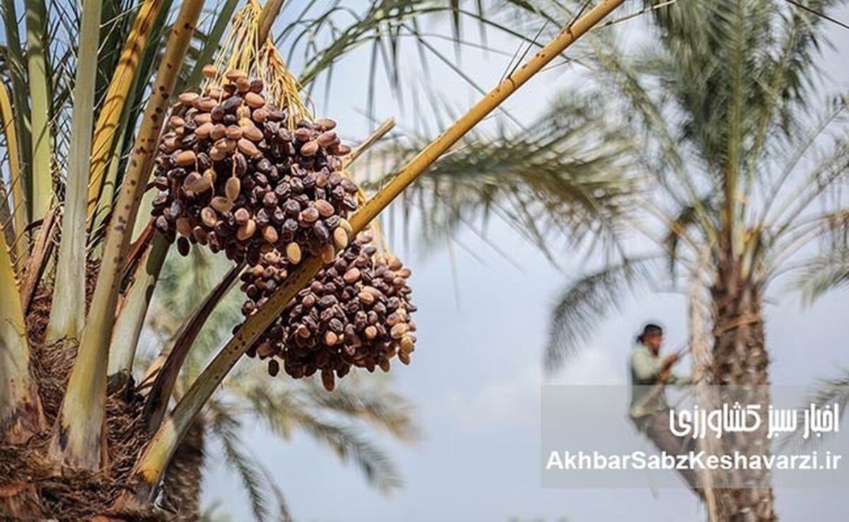 ​خرمای گران، نخلدار فقیر؛ ریشه‌های پنهان ناترازی در زنجیره تولید تا مصرف خرما