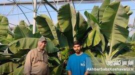 سفر به استوای گلستان؛ وقتی یک دانشجوی باغبانی در گنبدکاووس بهشت استوایی ساخت