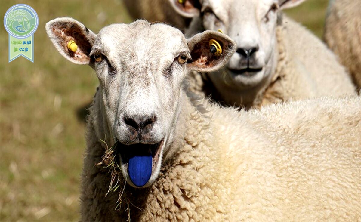معرفی بازارهای قرمز تایید شده برای بیماری زبان آبی در ولز