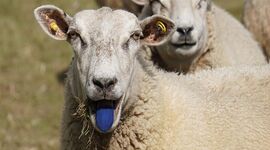 معرفی بازارهای قرمز تایید شده برای بیماری زبان آبی در ولز