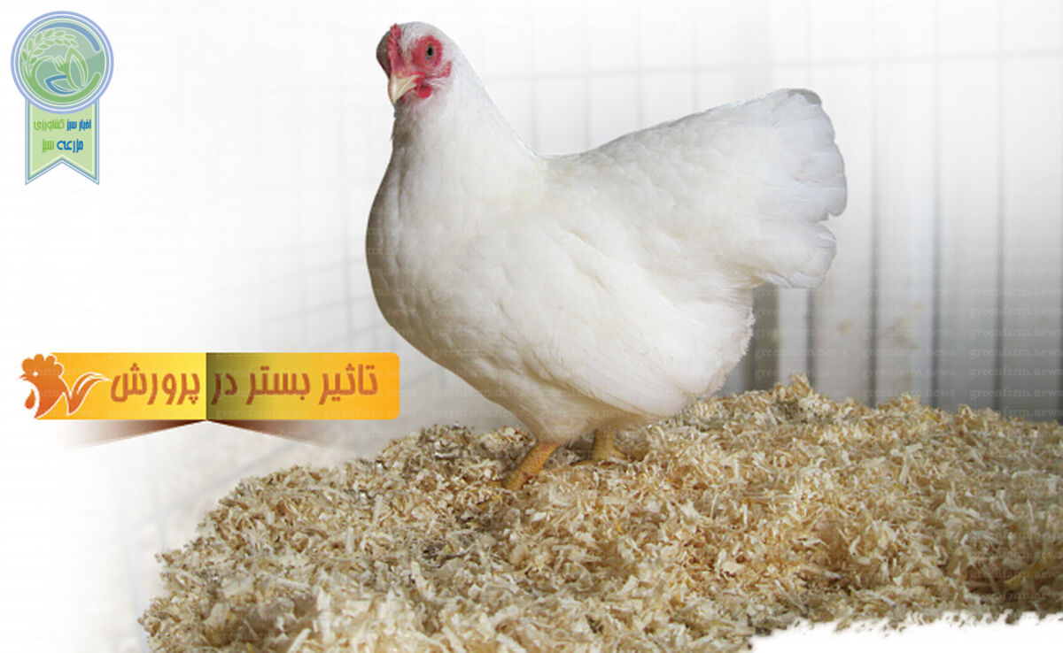 تاثیر بستر در پرورش مرغ

