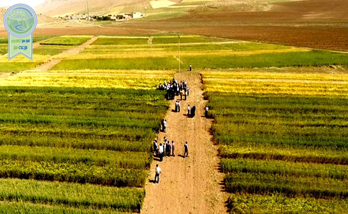 در غیبت بنیان‌گذاران طرح جهش تولید در دیمزارها

