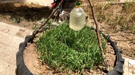 ابتکار شهروند گلستانی در پرورش سبزی و صیفی+ ویدئو

