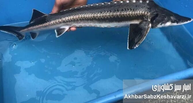 امید تازه به «فسیل‌های زنده»؛ خاویاری‌ها به رودخانه تجن بازمی‌گردند؟