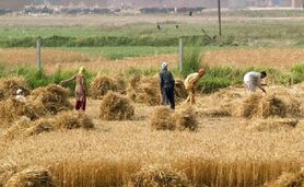 کشاورزی ایران نیازمند بازنگری

