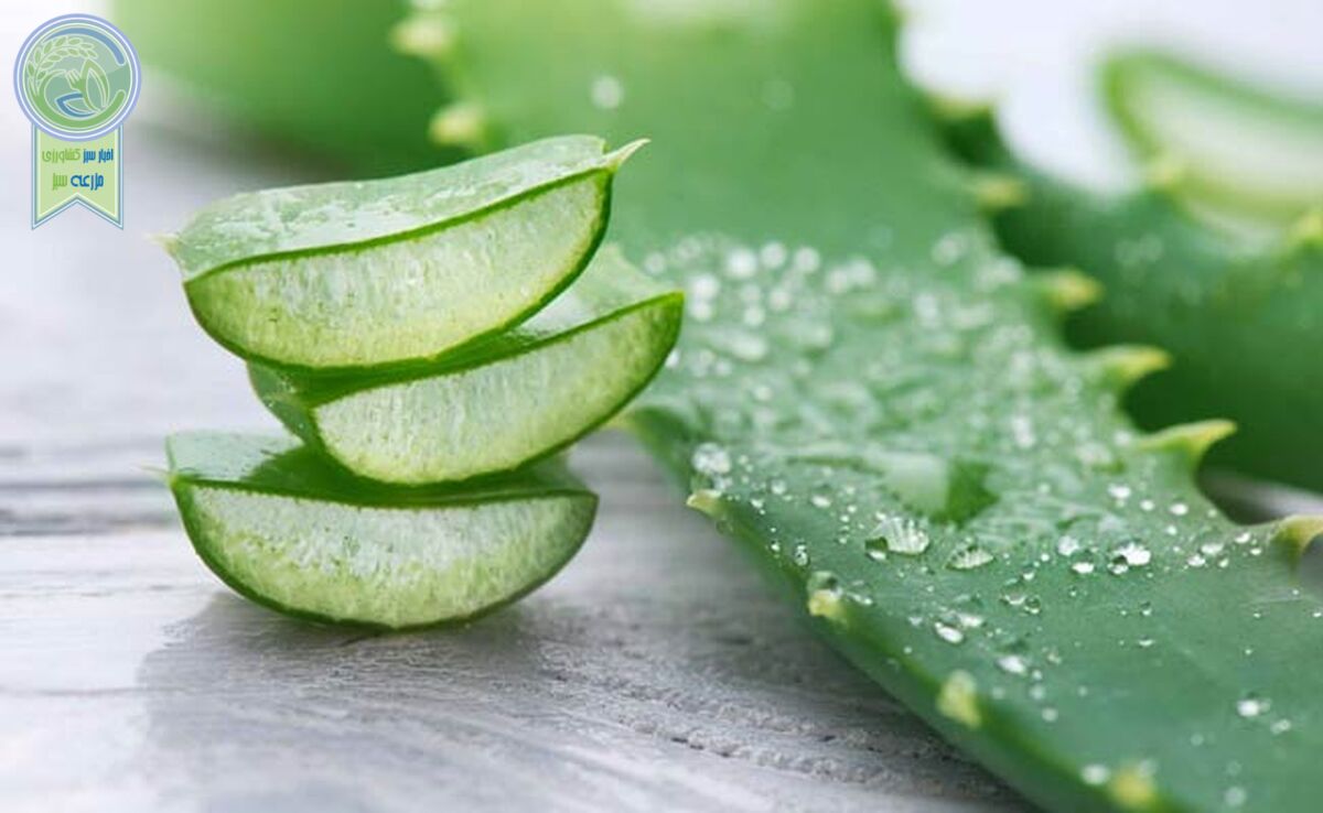 معجزه‌ای به نام آلوئه ‌ورا

