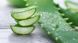 معجزه‌ای به نام آلوئه ‌ورا

