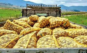 آغاز محدودیت صادرات حبوبات و سیب‌زمینی برای تنظیم بازار داخلی از امروز

