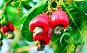 کشت بادام هندی برای کسب ثروت افسانه‌ای+ ویدئو