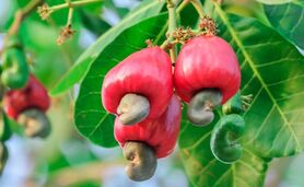 کشت بادام هندی برای کسب ثروت افسانه‌ای+ ویدئو