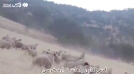 دلداری چوپان ایرانی به خرس+ ویدئو


